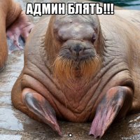 админ блять!!! .