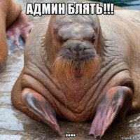 админ блять!!! ....