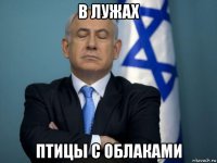 в лужах птицы с облаками