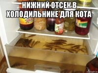 нижний отсек в холодильнике для кота 