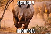 остоси у носорога