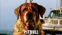  pitbull