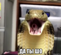  да ты шо