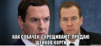  как собачек. скрещивают. продаю щенков корги
