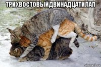 трихвостовыйдвинадцатилап 