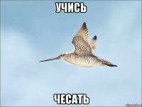 учись чесать
