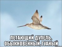  летающий дупель, обыкновенный, гуаный