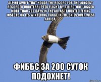 alpine swift that holds the record for the longest recorded uninterrupted flight by a bird: one logged more than 200 days in the air as it hunted flying insects on its wintering range in the skies over west africa. фиббс за 200 суток подохнет!