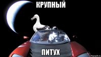 крупный питух