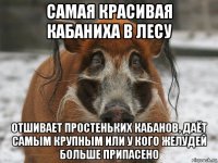 самая красивая кабаниха в лесу отшивает простеньких кабанов, даёт самым крупным или у кого желудей больше припасено