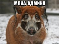 млиа, админн 