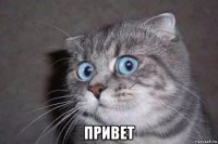  привет