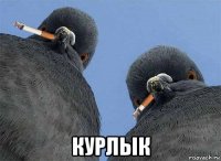  курлык