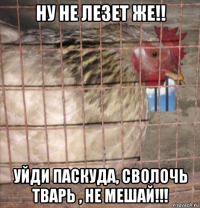 ну не лезет же!! уйди паскуда, сволочь тварь , не мешай!!!