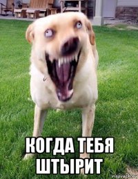  когда тебя штырит