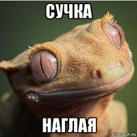 сучка наглая