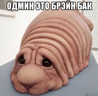 одмин это брэйн бак 