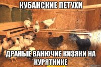 кубанские петухи драные ванючие кизяки на курятнике