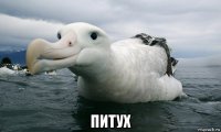  питух