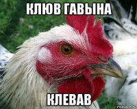 клюв гавына клевав