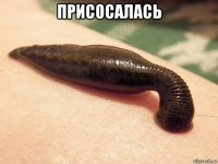 присосалась 
