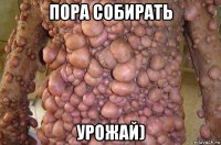 пора собирать урожай)