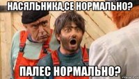 насяльника,се нормально? палес нормально?