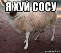 я хуй сосу 