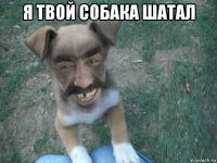 я твой собака шатал 