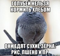 голубей нельзя кормить хлебом они едят сухие зёрна: рис, пшено и пр.