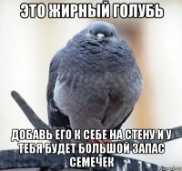 это жирный голубь добавь его к себе на стену и у тебя будет большой запас семечек