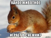 какое животное играет в снежки?