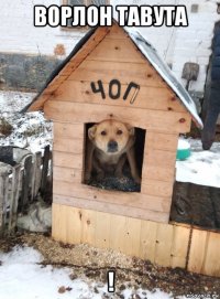 ворлон тавута !