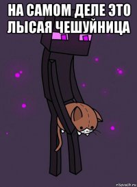 на самом деле это лысая чешуйница 