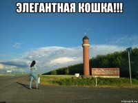 элегантная кошка!!! 