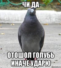 чи да отошол голубь иначе ударю