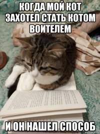 когда мой кот захотел стать котом воителем и он нашел способ
