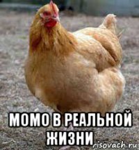  момо в реальной жизни