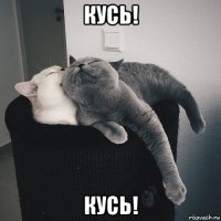 кусь! кусь!