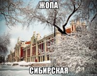жопа сибирская