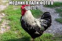 модник в пали,фото в цвете: 