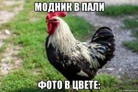 модник в пали фото в цвете: