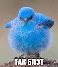  так блэт