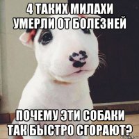 4 таких милахи умерли от болезней почему эти собаки так быстро сгорают?