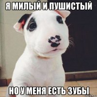 я милый и пушистый но у меня есть зубы