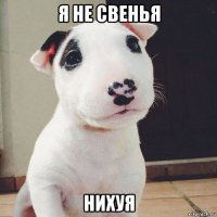 я не свенья нихуя