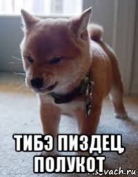  тибэ пиздец, полукот