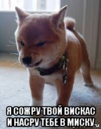  я сожру твой вискас и насру тебе в миску