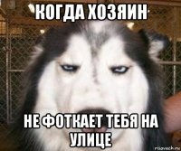 когда хозяин не фоткает тебя на улице
