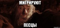 мигрируют песцы